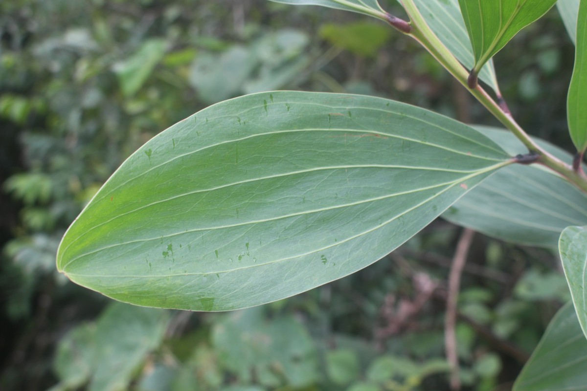 Acacia mangium Willd.